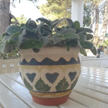 L'albero Amico Casa vacanze *